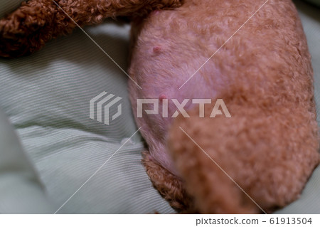 Toy Poodle Pregnant dog just before giving birth 61913504