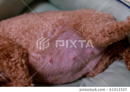 Toy Poodle Pregnant Maternity Dog 61913507