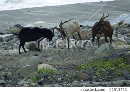蘭花島，衝突綿羊，岩石，台灣，台東縣，蘭花島，山羊 61913732