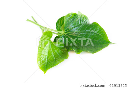 Green herb Piper sarmentosum Roxb or Chaplo leaves 61913825