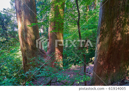 A cedar forest near Ibaraki Hyakumeizan Tsukuba (Miyukigahara course) mountain trail 600m A cedar forest near Ibaraki Hyakumeizan Tsukuba (Miyukigahara course) mountain trail 600m 61914005