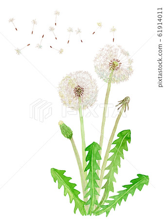 蒲公英蒲公英絨毛 61914011