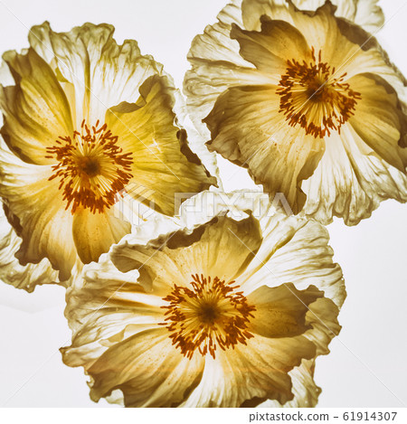 罌粟花白底去底 照片素材 圖片 圖庫