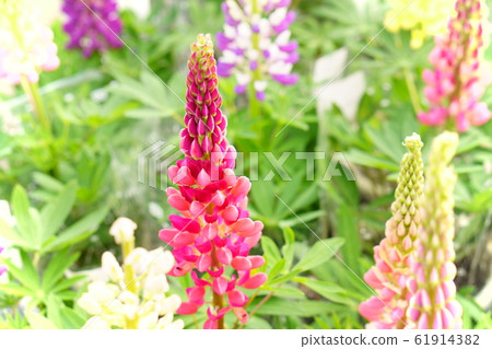 漂亮的丹參 61914382