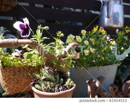 種植多肉植物,紫羅蘭和中提琴 種植多肉植物,紫羅蘭和中提琴 61914513