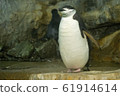 Beard penguin 61914614