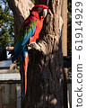 Scarlet macaw 61914929