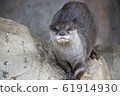 Small-clawed otter 61914930