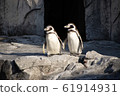 Humboldt penguin pair 61914931