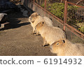 Capybara 61914932