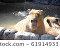 Bath capybara 61914933