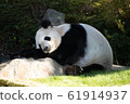 Good night Panda 61914937