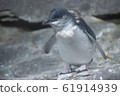 Celebrity fairy penguin 61914939