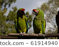 Scarlet macaw 61914940