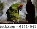 Scarlet macaw 61914941