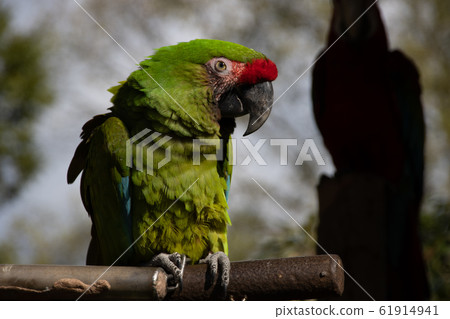 Scarlet macaw Scarlet macaw 61914941