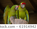 Grooming macaw 61914942