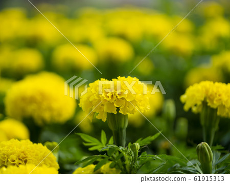 Close up marigolds flower in garden 61915313