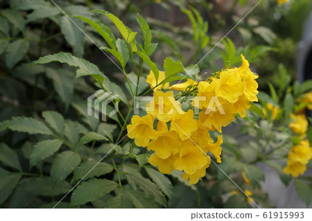 Yellow Elder or Yellow Bell or Trumpet Vine in the Yellow Elder or Yellow Bell or Trumpet Vine in the 61915993