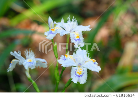 Shaga的花朵 Shaga的花朵 61916634