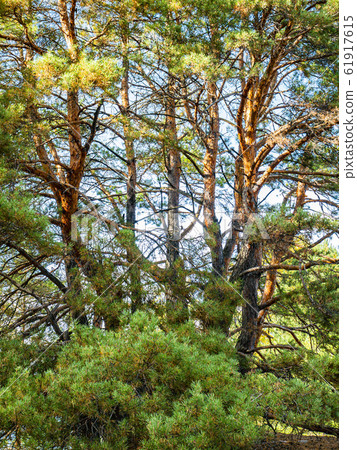 Lonely pine tree against the sky. Lonely pine tree against the sky. 61917615