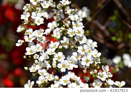 Yukiyanagi（Yukiyanagi） 61917913