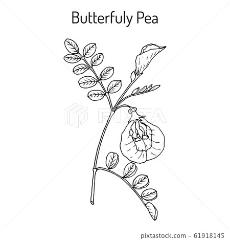 Butterfly pea litoria ternatea , or bluebellvine, medicinal plant Butterfly pea litoria ternatea , or bluebellvine, medicinal plant 61918145