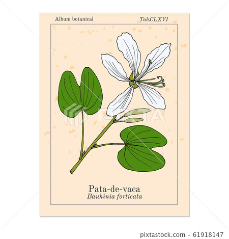 Brazilian orchid tree, or pata-de-vaca Bauhinia forficata , medicinal plant Brazilian orchid tree, or pata-de-vaca Bauhinia forficata , medicinal plant 61918147