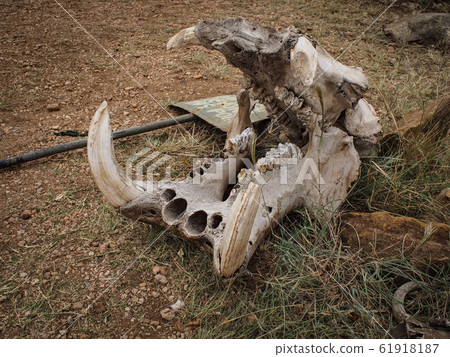 Hippo bone 61918187