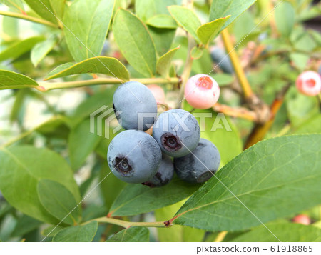 Blueberry fruit sweet fruit Blueberry fruit sweet fruit 61918865