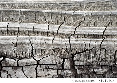 舊木表面 61919192