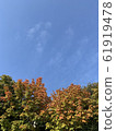 Maple 61919478