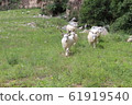 Goat 61919540
