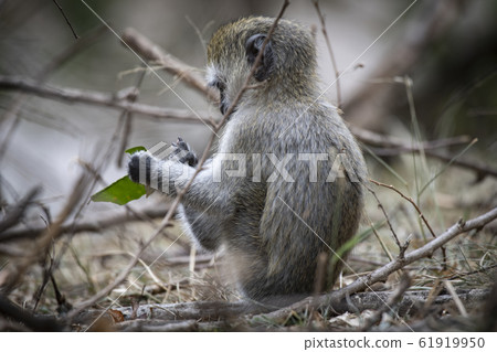 Velvet monkey back view 61919950