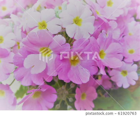 櫻桃樹植物 61920763