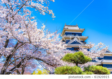 松本城和春天的櫻花[長野縣] 61920915