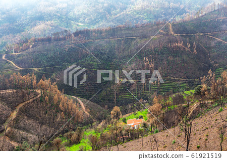 Burnt forest trees eucalyptus Monchique, Portugal, after fires. Natural disasters. Burnt forest trees eucalyptus Monchique, Portugal, after fires. Natural disasters. 61921519
