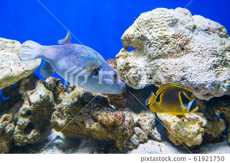 Fugu fish as nature underwater sea life 61921750