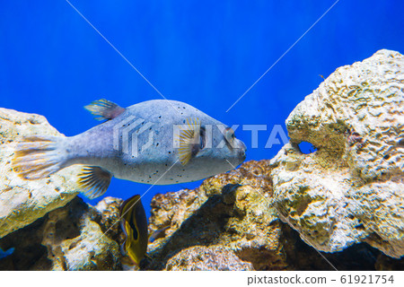 Fugu fish as nature underwater sea life 61921754