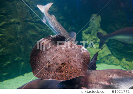 Tropical round ribbontail ray fish Tropical round ribbontail ray fish 61921771