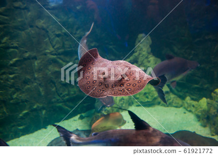 Tropical round ribbontail ray fish Tropical round ribbontail ray fish 61921772
