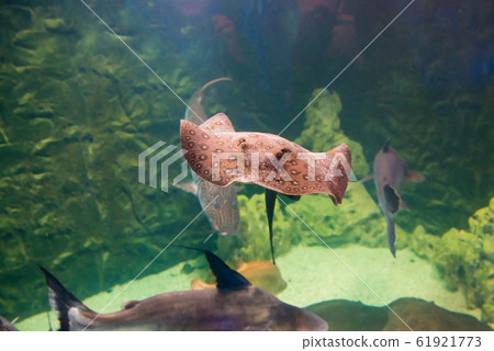 Tropical round ribbontail ray fish Tropical round ribbontail ray fish 61921773