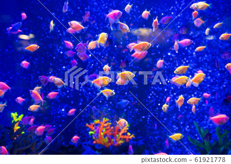 Tropical fishes as nature underwater life 61921778
