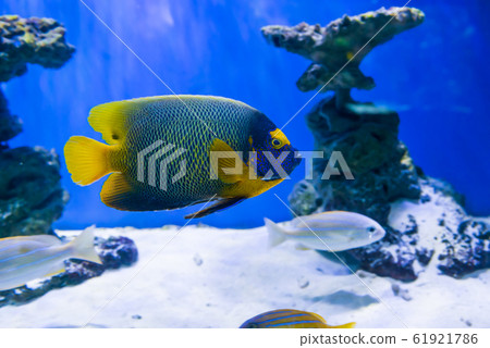 Tropical discus fish near coral reef Tropical discus fish near coral reef 61921786