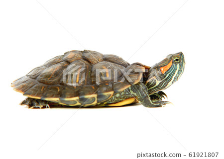 Red ear turtle 61921807