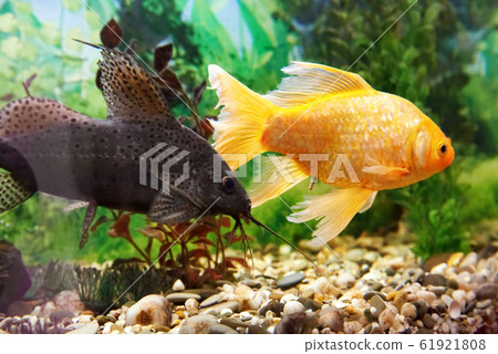 Colorful fishes in aquarium Colorful fishes in aquarium 61921808