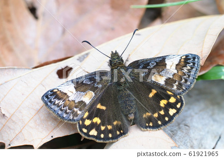 Miyamaseseri（女） 61921965