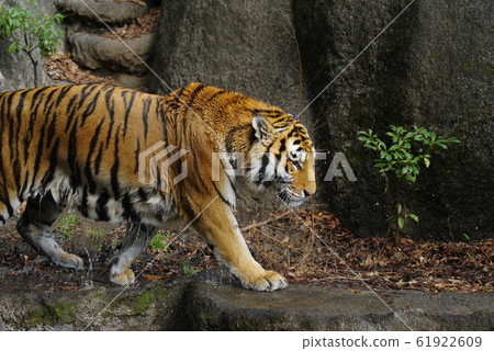 Tiger walking soaked Tiger walking soaked 61922609