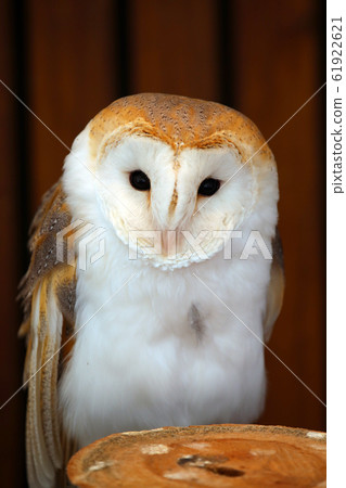 Barn owl 61922621
