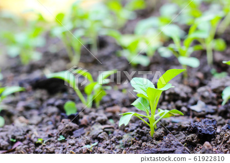 Chinese cabbage. vegetable garden cultivation and 61922810